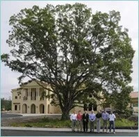 Greystone Oak Tree